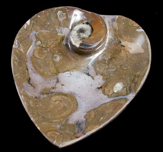 Heart Shaped Fossil Goniatite Dish #8859